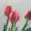 tulips-detail