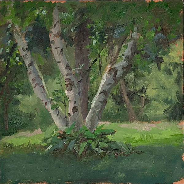 Birch Trees | Jeffrey Smith