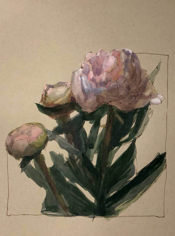 A watercolor painting of peonies on tan paper by Jeffrey Smith