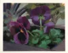 Pansie in a Planter — gouache painting by Jeffey Smith