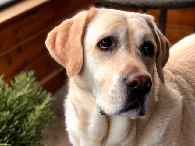 The photograph of Albert, a yellow Lab, that the portrait was painted from